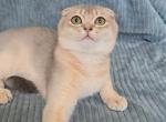 Masha - Scottish Fold Kitten For Sale - New York&comma; NY&comma; US