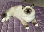 Beautiful Ragdoll Male Kitten - Ragdoll Kitten For Sale - Miami&comma; FL&comma; US