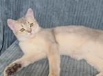 Mysha - Scottish Straight Kitten For Sale - New York&comma; NY&comma; US