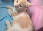 Callie's kitten 1 - Domestic Kitten For Sale - Canton&comma; TX&comma; US