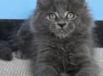 Maine Coon Kittens - Maine Coon Kitten For Sale - Newport&comma; ME&comma; US