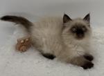 Ragdoll Kittens - Ragdoll Kitten For Sale - Newport&comma; ME&comma; US