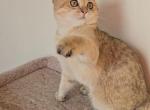 Leo - Scottish Straight Kitten For Sale - New York&comma; NY&comma; US