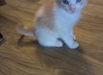 Callie's kitten 2 - Domestic Kitten For Sale