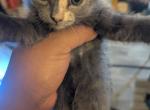 Callie's kitten 3 - Domestic Kitten For Sale - Canton&comma; TX&comma; US