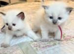 Sugar & Spice - Ragdoll Kitten For Sale - Stanwood&comma; WA&comma; US