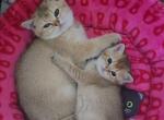 Kittens - Scottish Straight Kitten For Sale - New York&comma; NY&comma; US