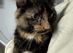 Rosie - Domestic Cat For Adoption - Columbus&comma; IN&comma; US