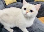 Lana - British Shorthair Cat For Sale - 