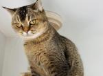 Bella - Scottish Straight Kitten For Sale - 