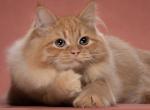 Red female - Siberian Cat For Sale/Retired Breeding - Springfield&comma; MA&comma; US