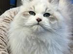 Bicolor male - Siberian Kitten For Sale - Springfield&comma; MA&comma; US
