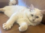 Burgundy Collar - Ragdoll Kitten For Sale - Meadville&comma; PA&comma; US