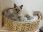 Green Collar - Ragdoll Kitten For Sale - Meadville&comma; PA&comma; US