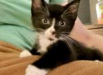 Ernie - American Shorthair Kitten For Adoption - OR&comma; US