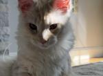 Cream - Maine Coon Kitten For Sale - Palmer&comma; MA&comma; US