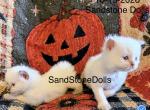 September Litter - Ragdoll Kitten For Sale - Sandstone&comma; WV&comma; US