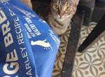 7month old kitten - American Shorthair Kitten For Sale - Randallstown&comma; MD&comma; US