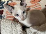 Harmony Grace Snowshoe Siamese - Siamese Kitten For Sale - Moneta&comma; VA&comma; US