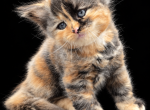 Chloe - Siberian Kitten For Sale - Brooklyn&comma; NY&comma; US