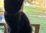 Maine Coon - Maine Coon Kitten For Sale - Crystal Lake&comma; IL&comma; US