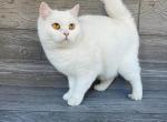 Elias Cattery Crystal Princess - Scottish Straight Cat For Sale/Retired Breeding - Wendell&comma; NC&comma; US