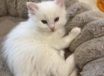 Oliver - Ragdoll Kitten For Sale - Sicklerville&comma; NJ&comma; US