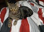 Mocha - Domestic Cat For Adoption - Conway&comma; AR&comma; US