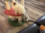 Stephan - Ragdoll Kitten For Sale - San Diego&comma; CA&comma; US