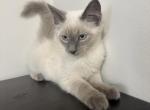 Leo - Ragdoll Kitten For Sale - Agawam&comma; MA&comma; US