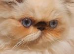 Mink - Exotic Cat For Sale - Nanty Glo&comma; PA&comma; US