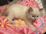 Purebred female Siamese medium long fur kitten - Siamese Kitten For Adoption - NJ&comma; US