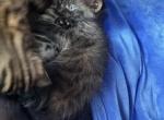 Shadow the Smoke Spotted Bengal - Bengal Kitten For Sale - Stroudsburg&comma; PA&comma; US