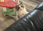 Choco - Ragdoll Kitten For Sale - San Diego&comma; CA&comma; US