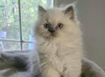 Himalayan - Himalayan Kitten For Sale - Cleveland&comma; TN&comma; US