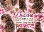 Dixies Kittens - Bengal Kitten For Sale - Lower Salem&comma; OH&comma; US