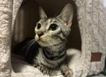 Sterling's Silver Kittens - Bengal Kitten For Sale - Stroudsburg&comma; PA&comma; US