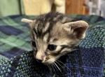 Teddy - Bengal Kitten For Sale - Stroudsburg&comma; PA&comma; US