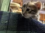Bruno - Bengal Kitten For Sale - 