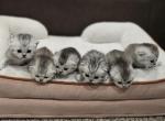 Bella's Babies - Scottish Fold Kitten For Sale - Grove City&comma; OH&comma; US