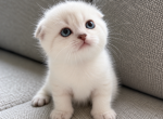 Scottish fold kittens - Scottish Fold Kitten For Adoption - Bonney Lake&comma; WA&comma; US