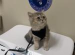 Miguel - British Shorthair Kitten For Sale - Miami&comma; FL&comma; US