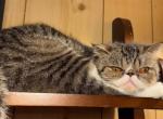 Elizabeth Taylor - Exotic Cat For Adoption - Monroeville&comma; AL&comma; US