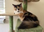 Mango - Munchkin Kitten For Sale - Ft Myers&comma; FL&comma; US