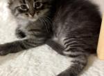Siamese mix - Siamese Kitten For Sale - Cleveland&comma; OH&comma; US