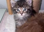 Domestic mix Siamese breed - American Longhair Kitten For Sale - Cleveland&comma; OH&comma; US