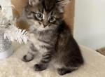Fluffy Siamese  Domestic Mix   Breed Kitten male - Domestic Kitten For Sale - Cleveland&comma; OH&comma; US