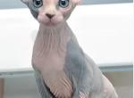 Prada sphynx - Sphynx Kitten For Sale - Staten Island&comma; NY&comma; US