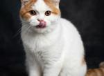 Fenix - Scottish Fold Kitten For Sale - Warwick&comma; NY&comma; US