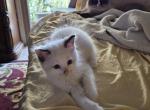 Logan - Ragdoll Kitten For Sale - Overland Park&comma; KS&comma; US